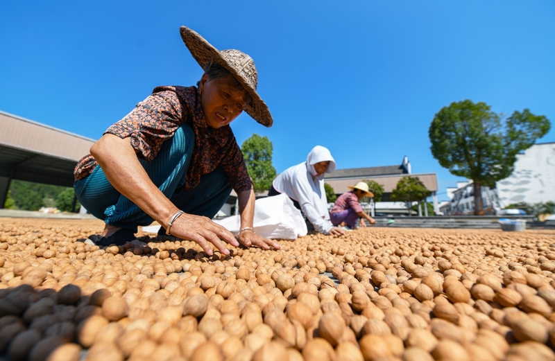 hangzhou's chun'an county reports bumper hickory harvest