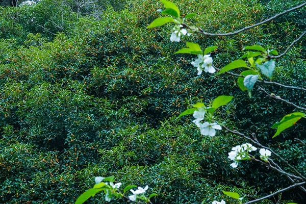 spring meets fall: hangzhou cherry blossoms, osmanthus flowers bloom