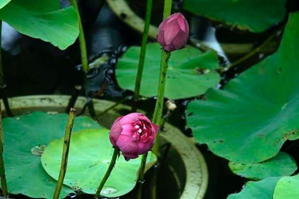 lotus flowers.jpg