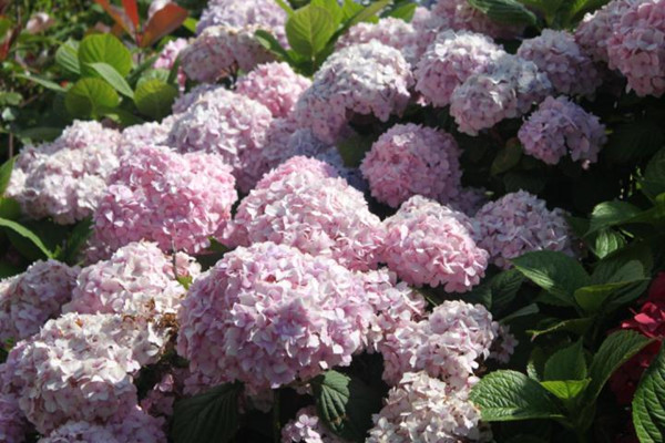 hydrangea.jpg