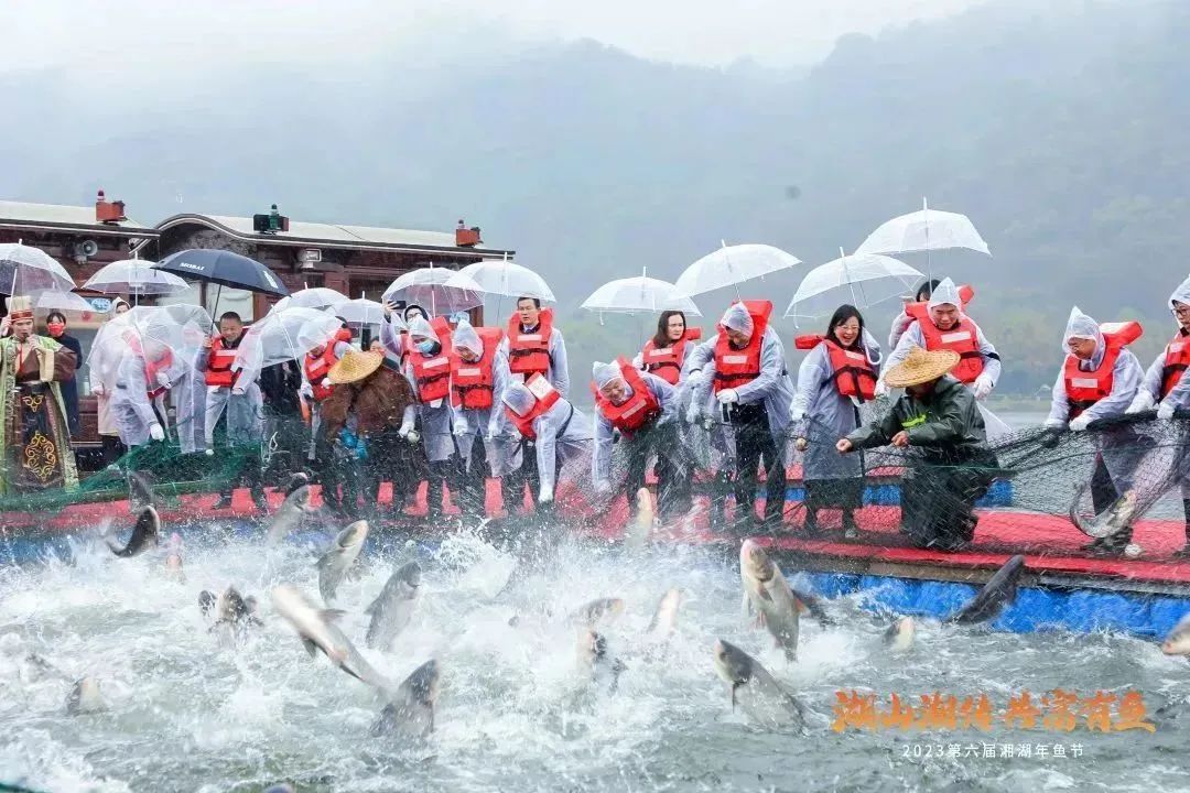 big fish harvest in xianghu lake