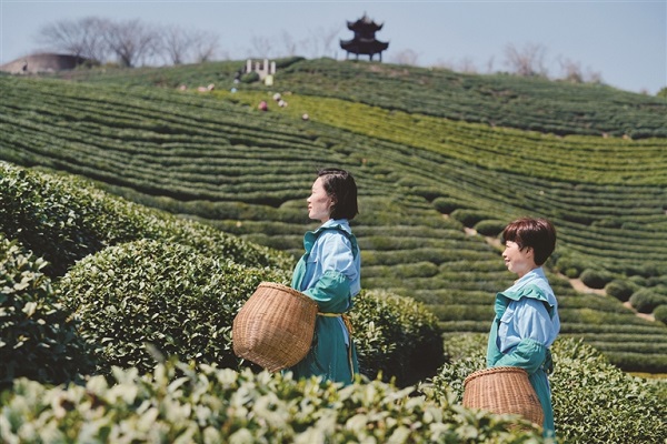 harvest of renowned longjing tea begins in hangzhou