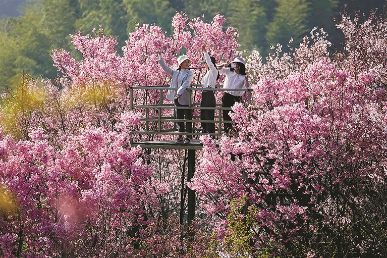 flowers make rural economy blossom