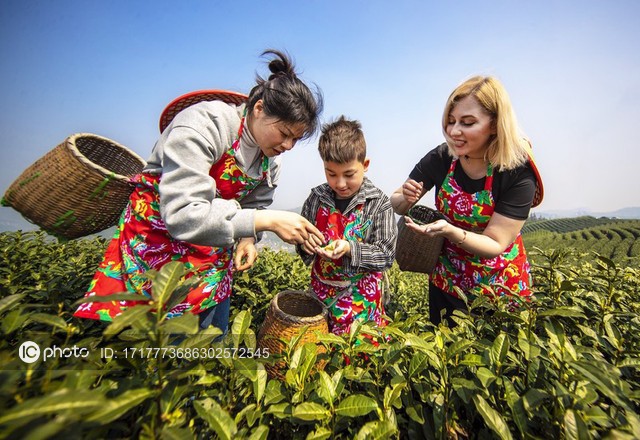 chinese, foreign families experience tea-picking in lin'an