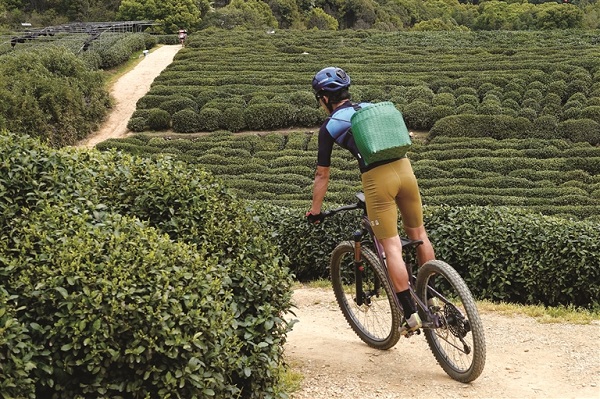 cycling through tea fields