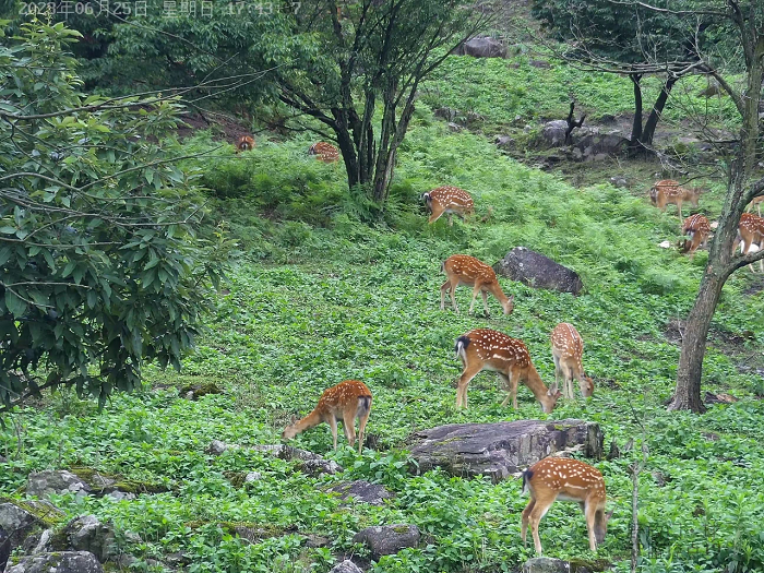 over 300 sika deer inhabit qingliangfeng mountain