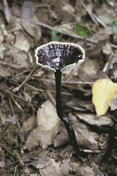 rare mushroom population found in qiandao lake