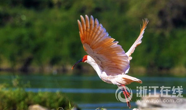 new wetland park a haven for rare birds in hangzhou