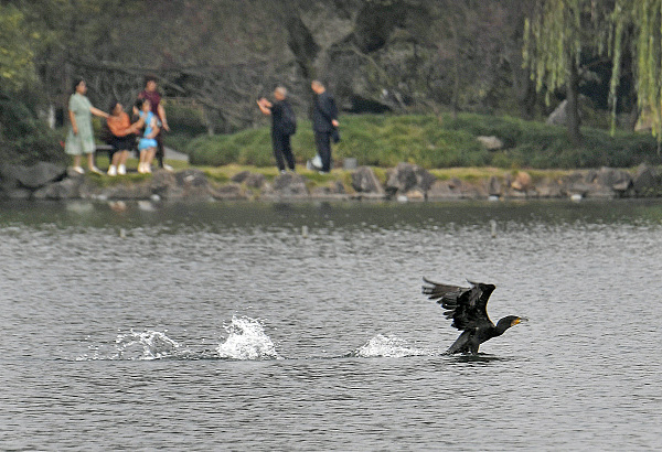 wintering cormorants grace hangzhou's west lake, attracting bird enthusiasts