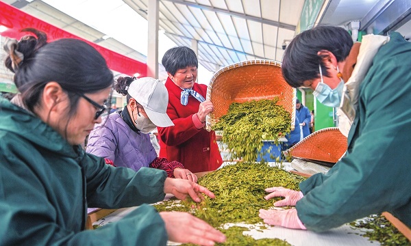 harvesting spring tea