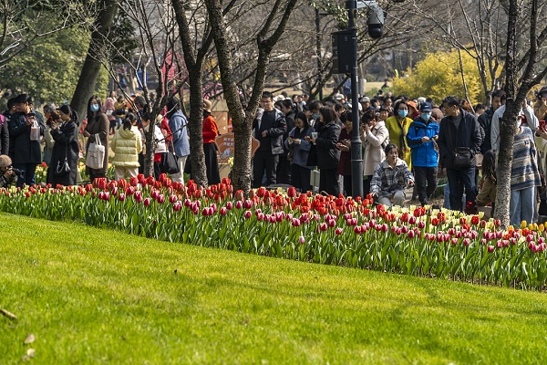 flowers bloom, tourism booms