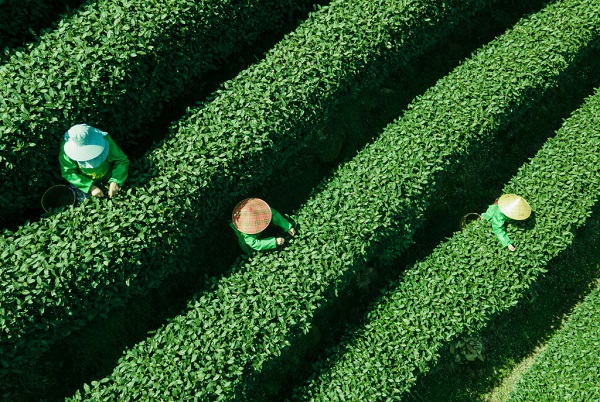 spring tealeaf picking underway in hangzhou