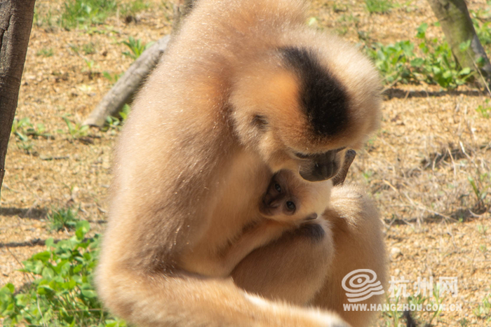 rare white-cheeked gibbon baby born at hangzhou safari park