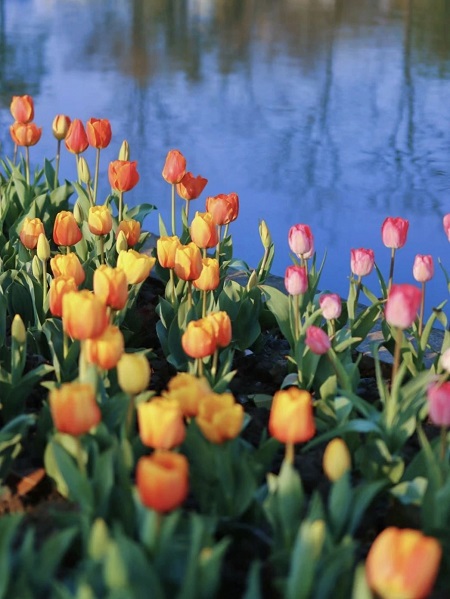 picturesque spring scenery in hangzhou