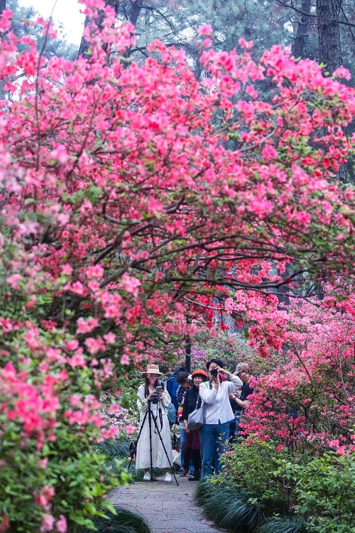 spring in hangzhou: a bouquet of surprises