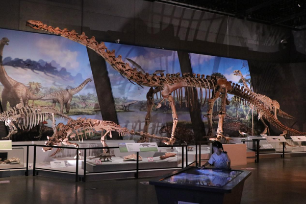 zhejiang-fukui dinosaur exhibition opens with over 70 fossils, models