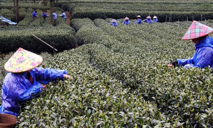 chinese tea olympics set for permanent base in hangzhou