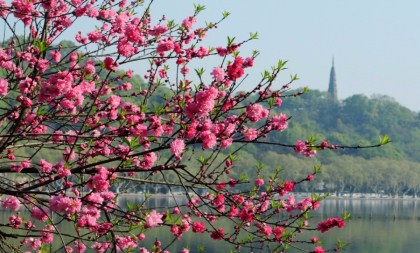 spring in the air at hangzhou's west lake