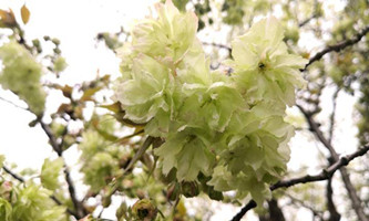 new world park in xiacheng introduces new varieties of cherry blossoms