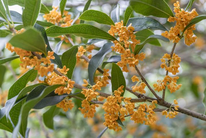 a guide to enjoying the sweet-scented osmanthus in hangzhou