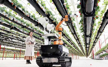 strawberry planting goes digital in jiande