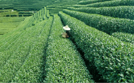 digital technologies in hangzhou boost tea's growth, sales