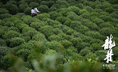 zhejiang authorities recommend film inspired by longjing tea