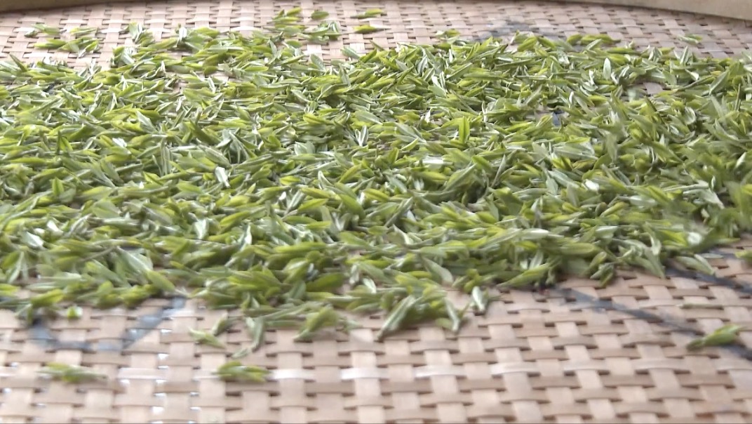 west lake longjing tea enters harvest season in zhejiang