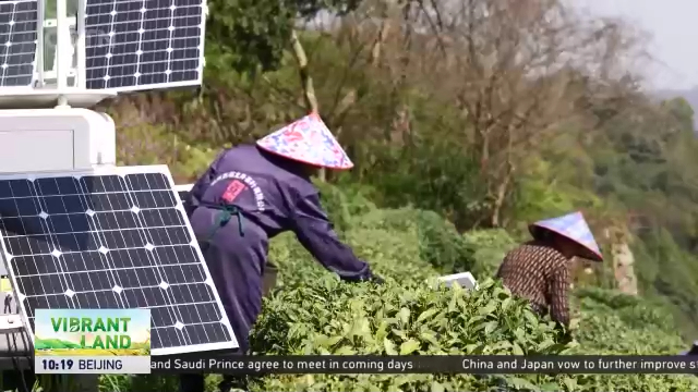 using digital tech to modernize tea production in china