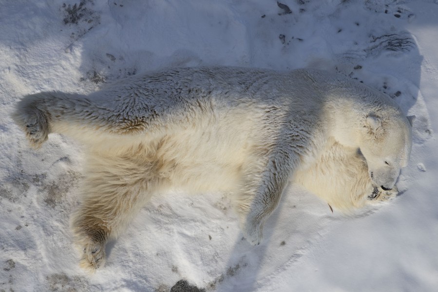 chinese scientists develop knittable fiber inspired by polar bear fur