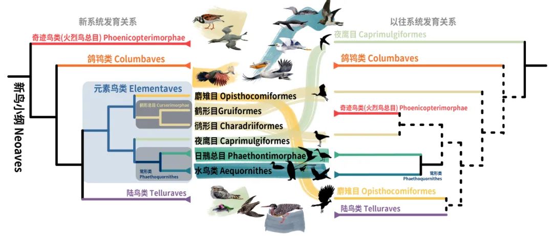 scientists propose new bird family tree, revises bird evolutionary history