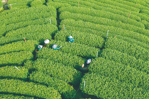 harvest of renowned longjing tea begins in east china