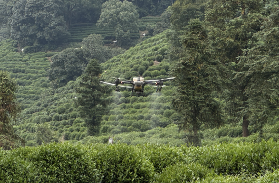 drones assist hangzhou farmers in tea gardening